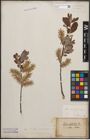 Foto von Salix cinerea L.